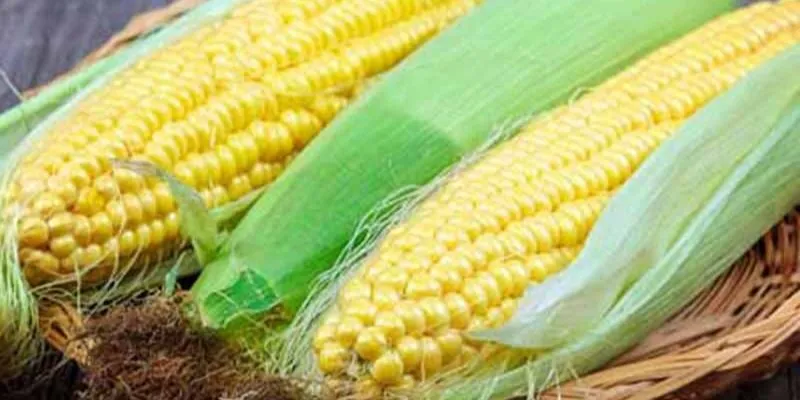 Công dụng của Ngô