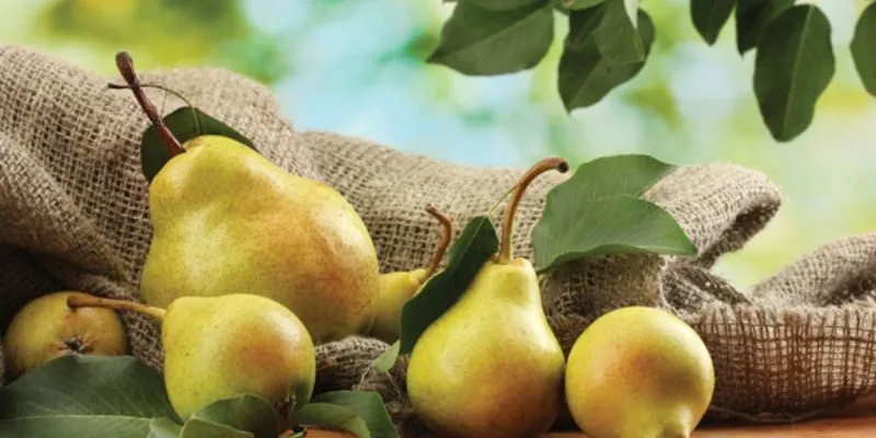 Công dụng dưỡng sinh của trái lê