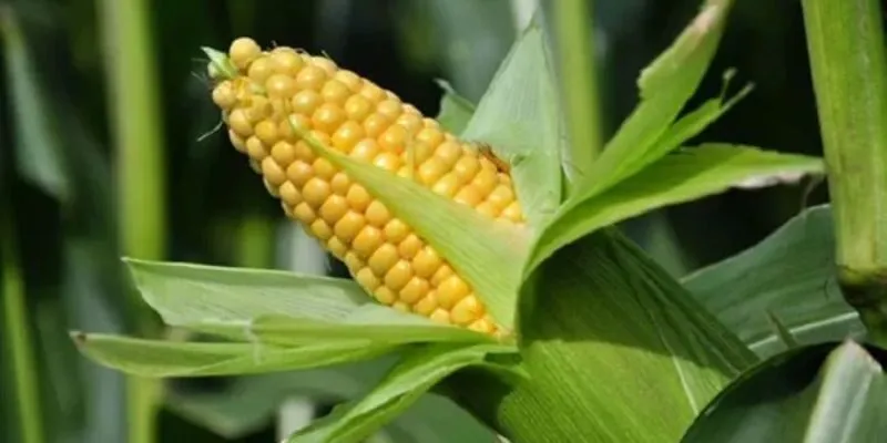 Công dụng của Ngô